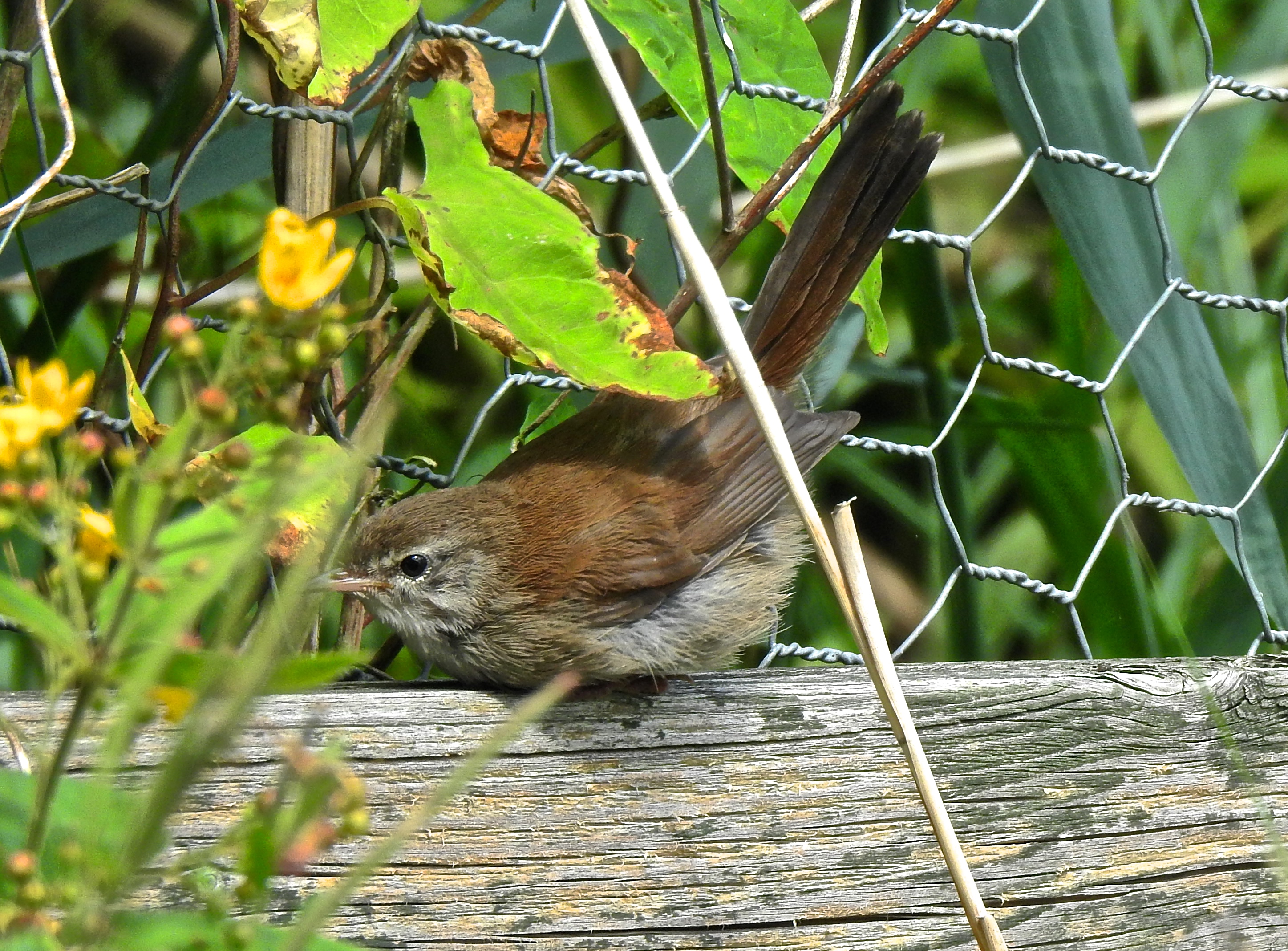 Cetti's Warblers in song across the reserve