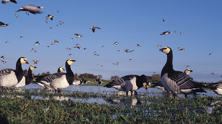 Visit WWT Caerlaverock