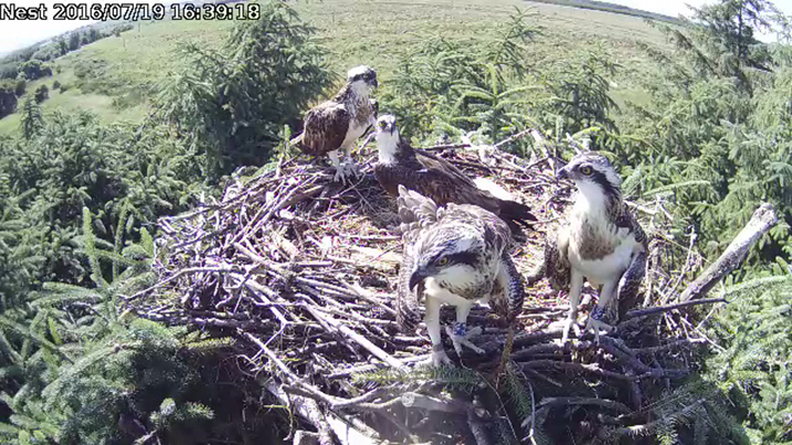 osprey webcams uk