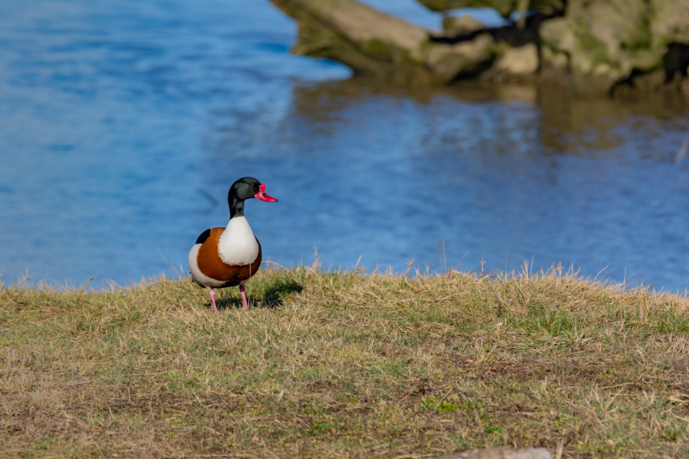 Wildlife Sightings - 09/03/2020