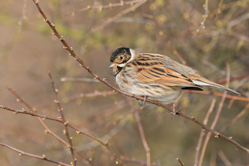 Wildlife sightings - 01/04/19