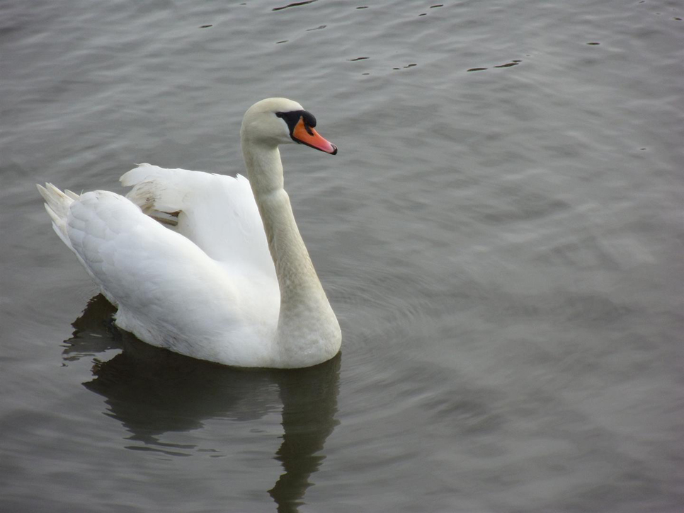 Wildlife Sightings 06/05/2023