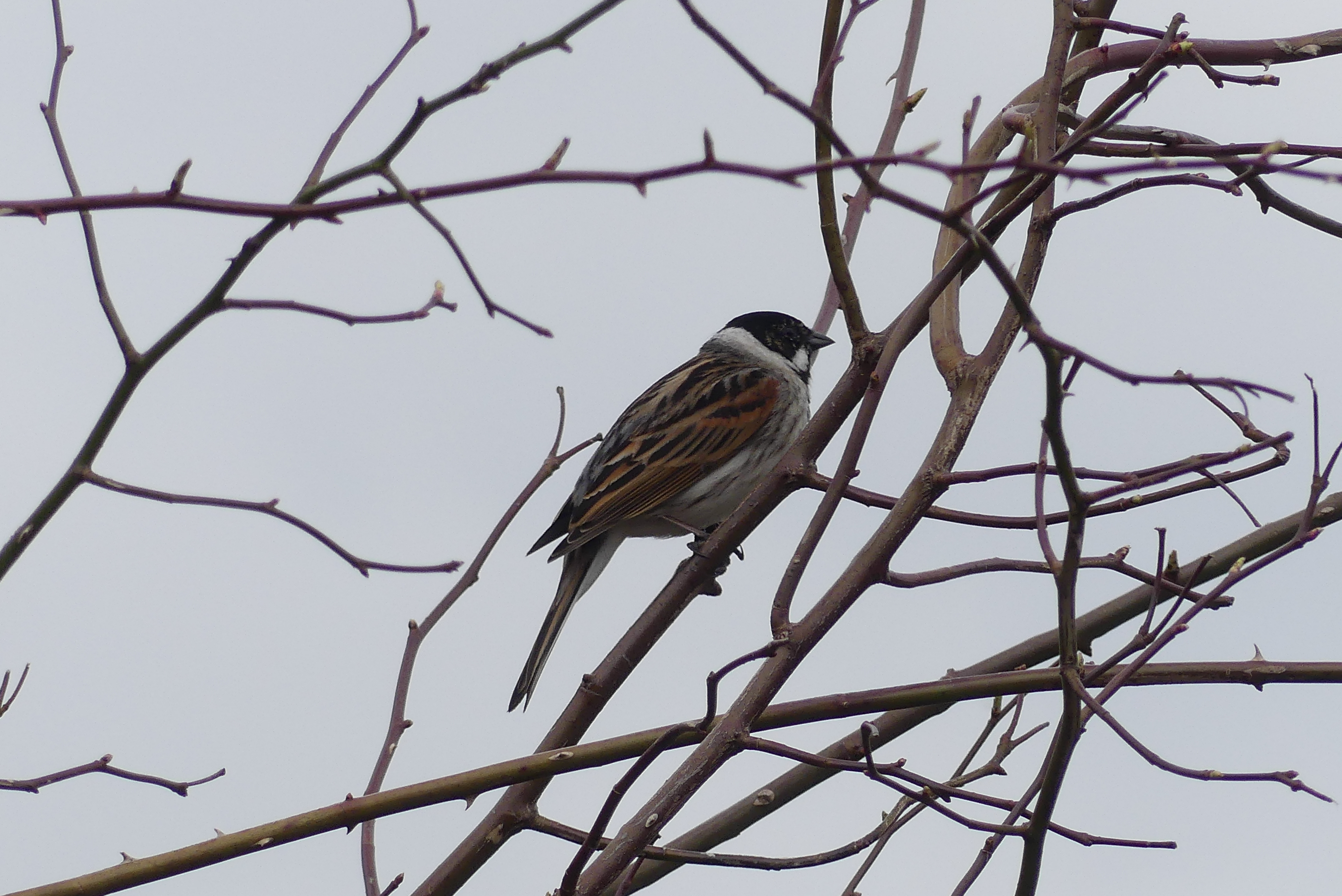 Firecrest singing in wildside 19th May 2020