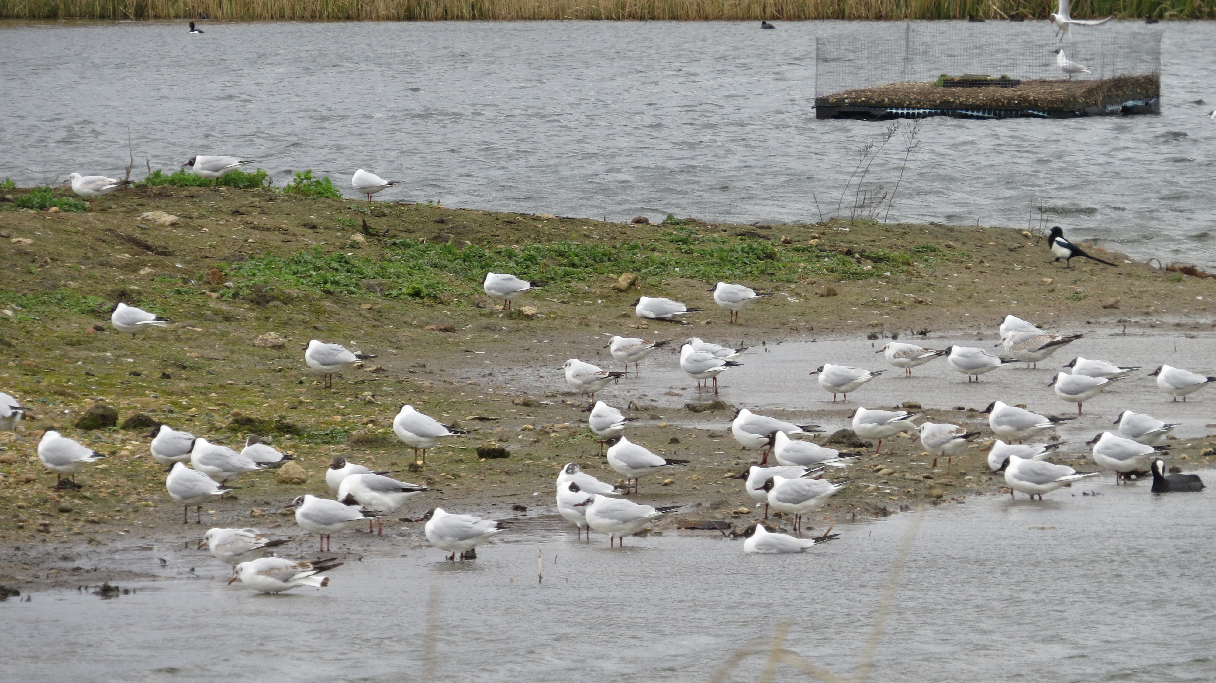 Large counts of Gulls on site during strong winds