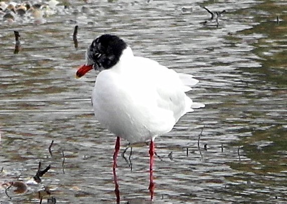 Mediterranean Gull on the main lake