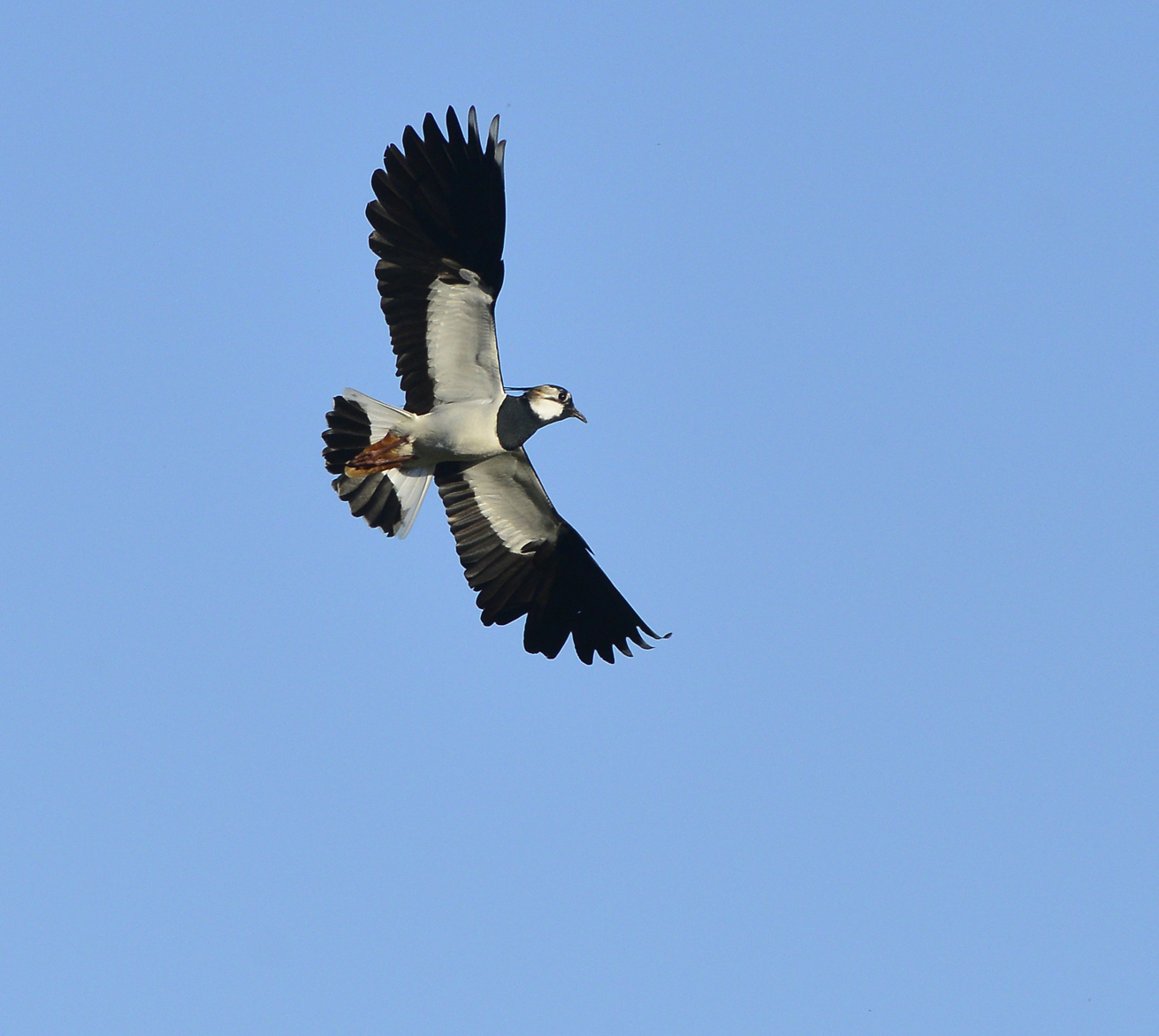 Male lapwing display includes dive bombing gulls