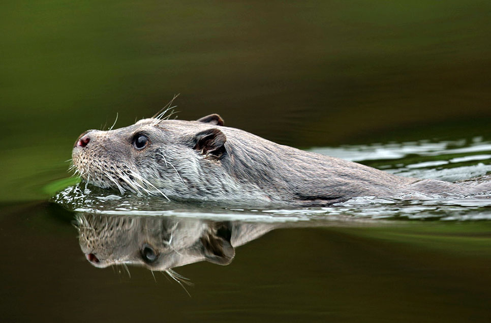 European otter (Lutra Lutra)