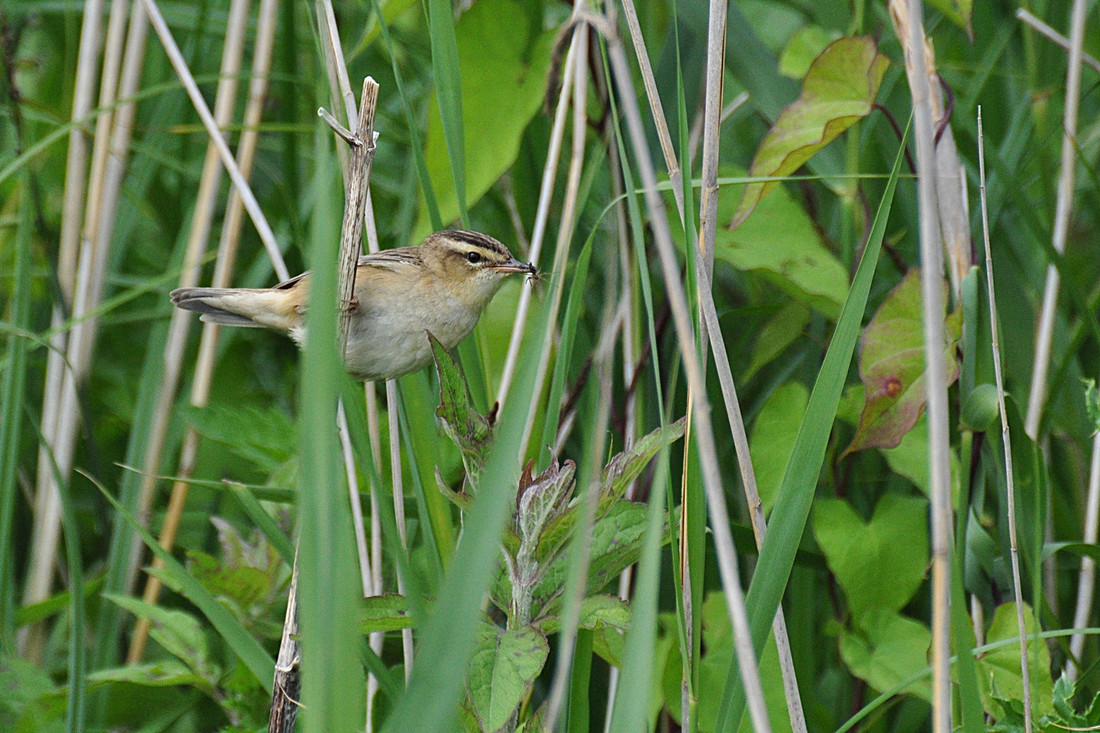 Yellow Wagtail and Sedge Warbler on the marsh