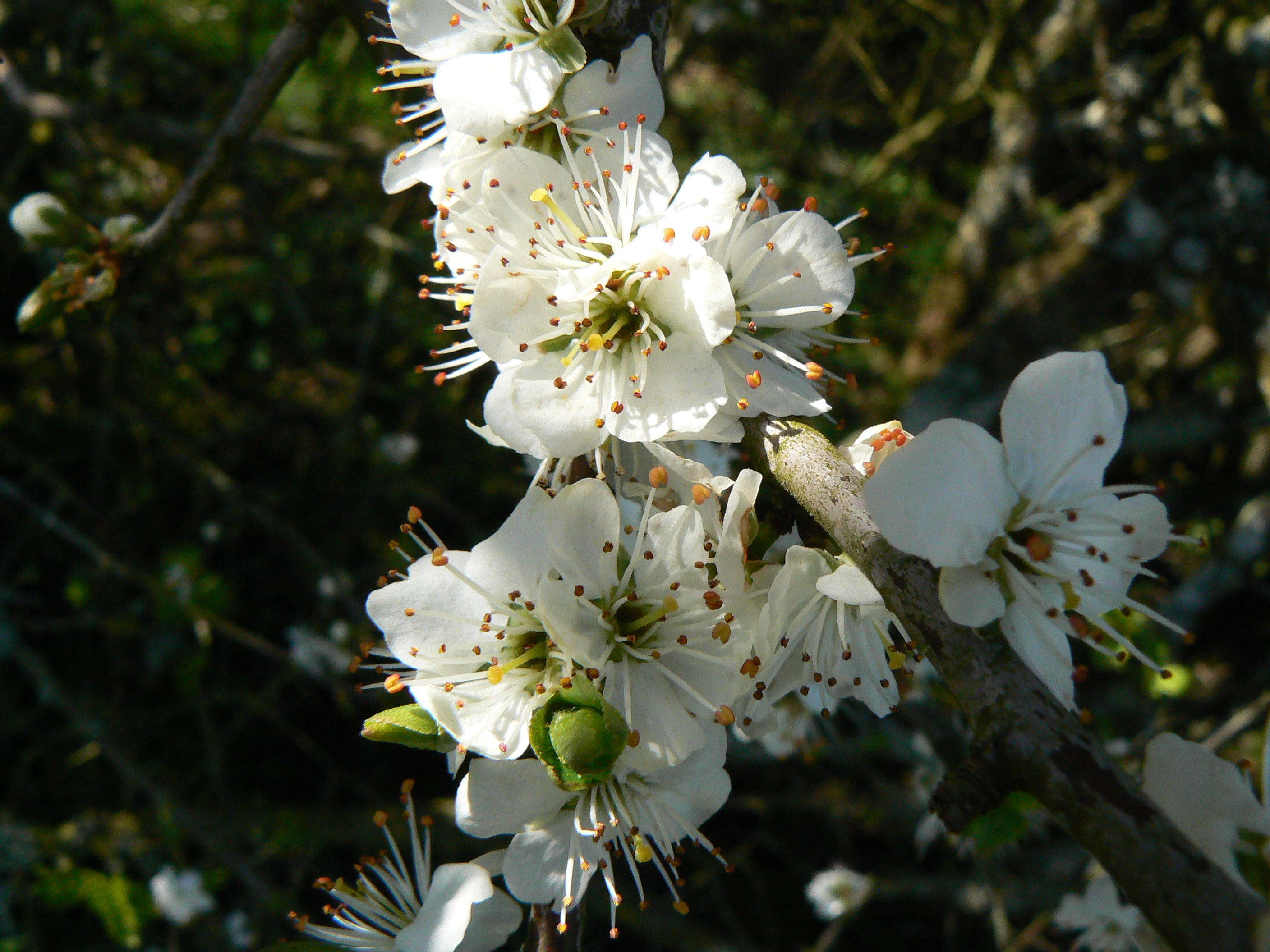 Blackthorn Blossoming