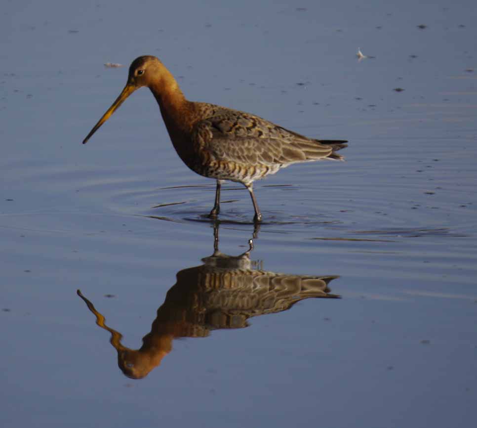 High Numbers of Black-tailed Godwit