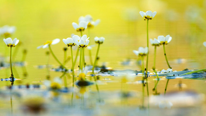 Water-crowfoot flower stems coming up out of the water with a backdrop of beautiful yellow light