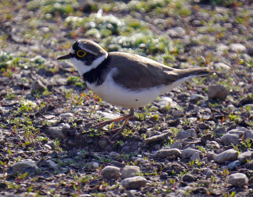 Little-ringed Plovers nest scraping