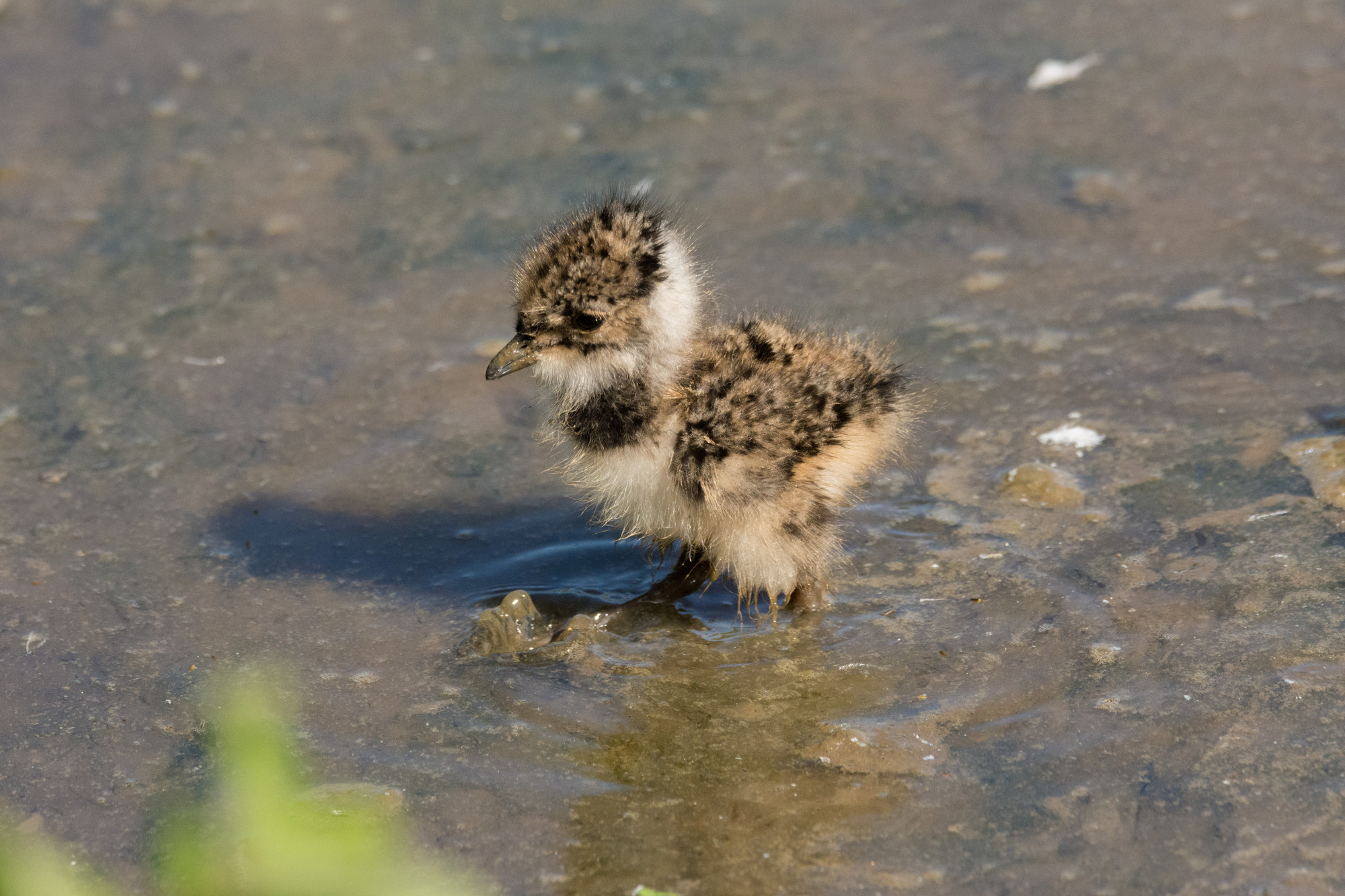 Lapwing chicks wander wet grasslands