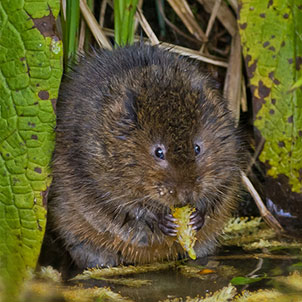 Arundel Wetland Centre | WWT