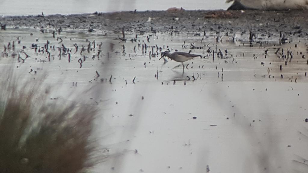 Wood Sandpiper New For The Year 