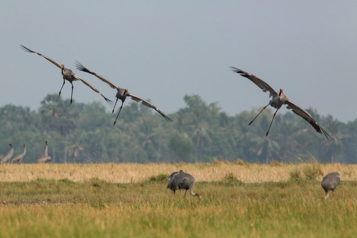 Sarus cranes flying in Cambodia