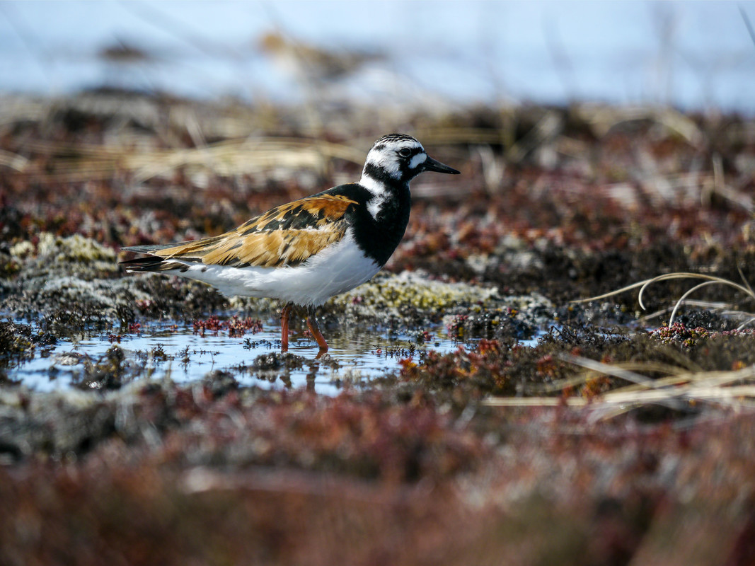 Turnstone on the main lake 