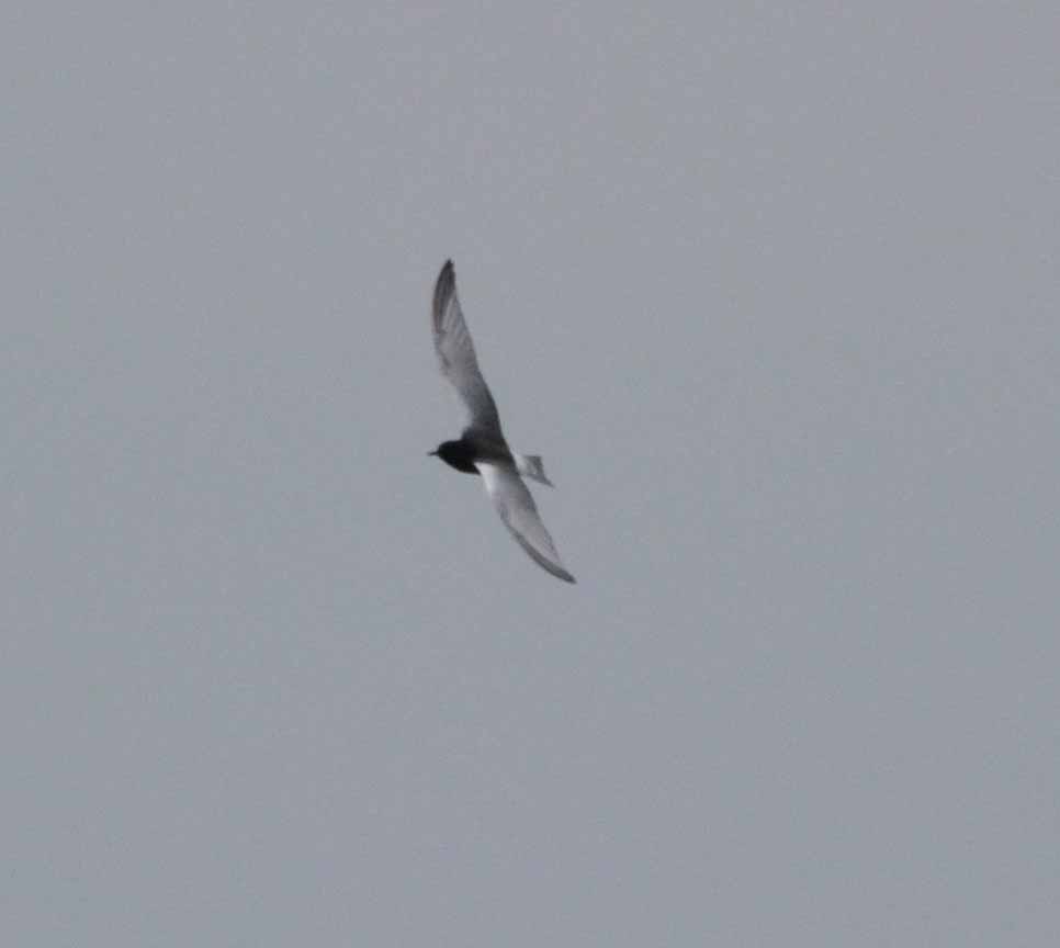 White winged Black Tern