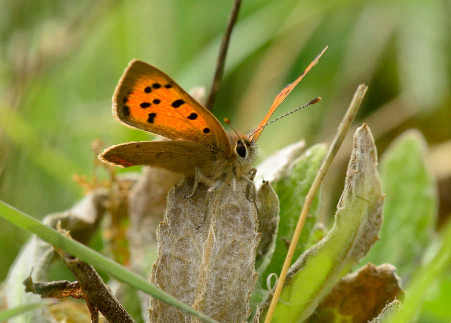Singing cuckoo & a stunning small copper