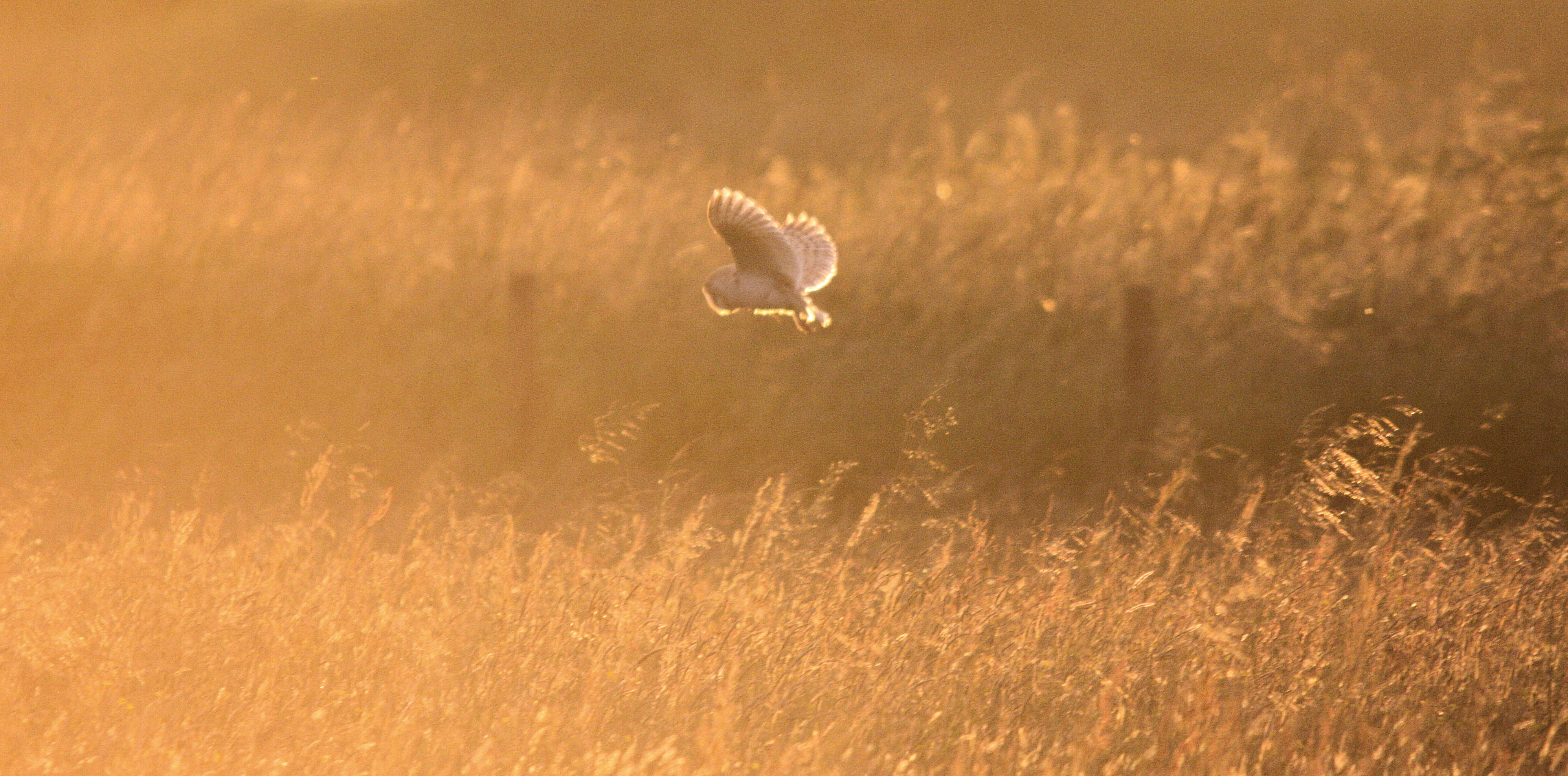 Owl spectacular on the reserve