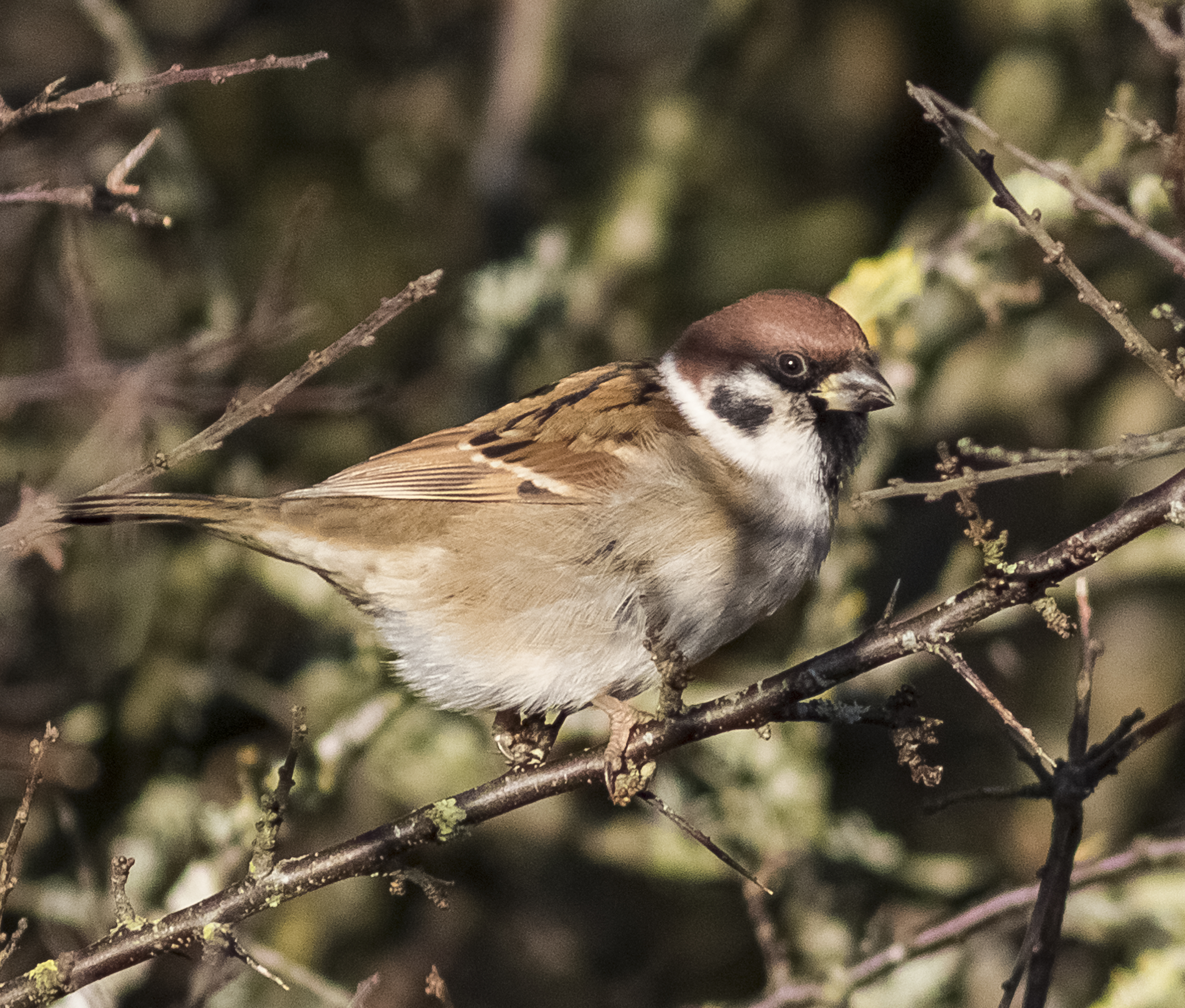 Tree Sparrow Nesting