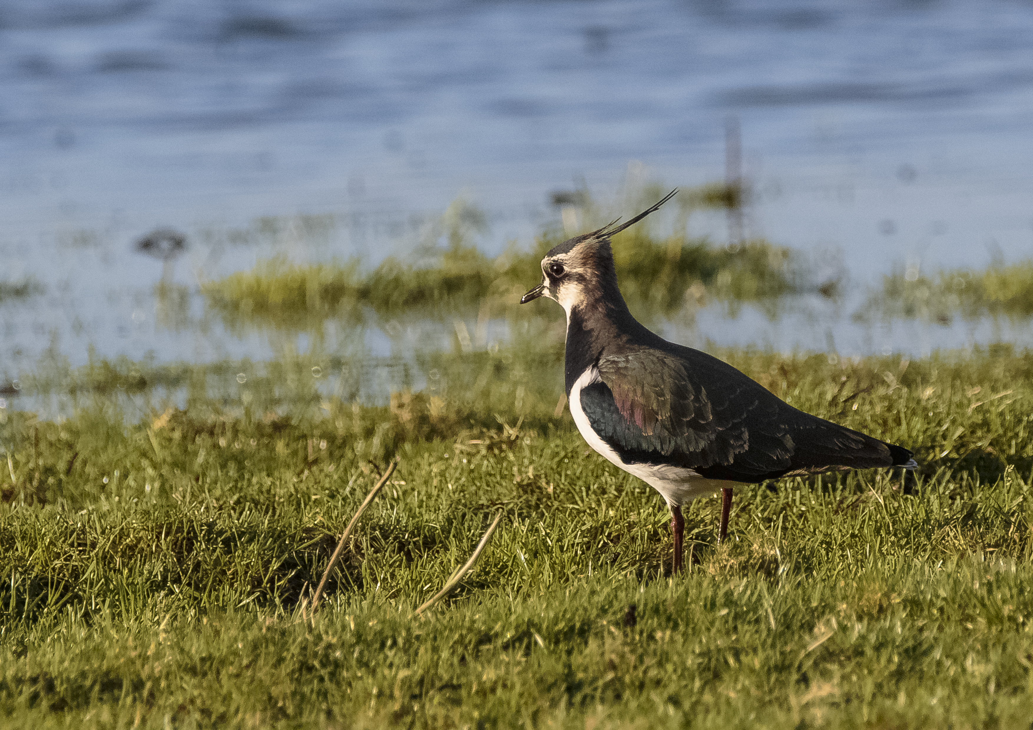 Lapwing on the Folly Pond