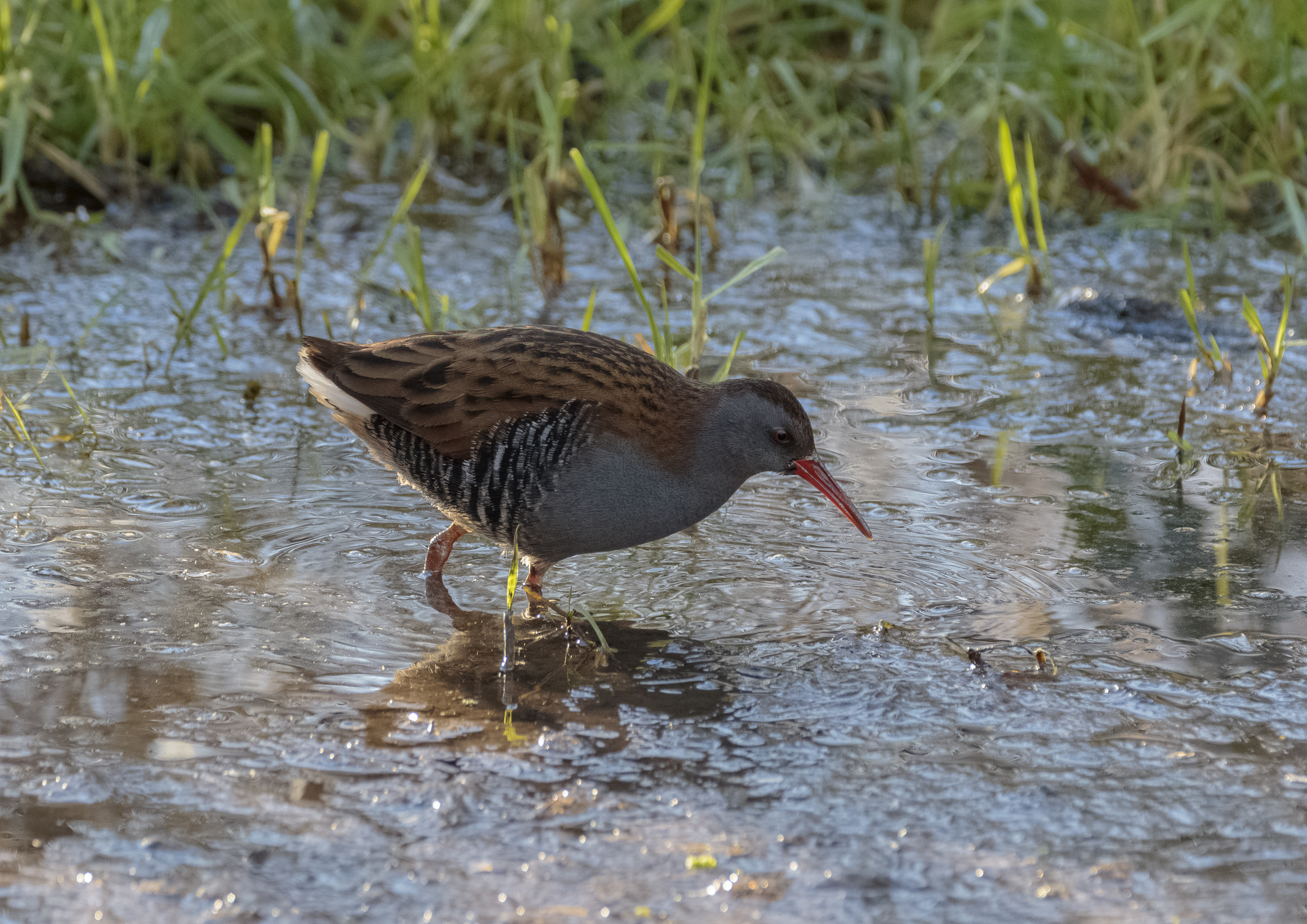 First Water Rail of the Winter