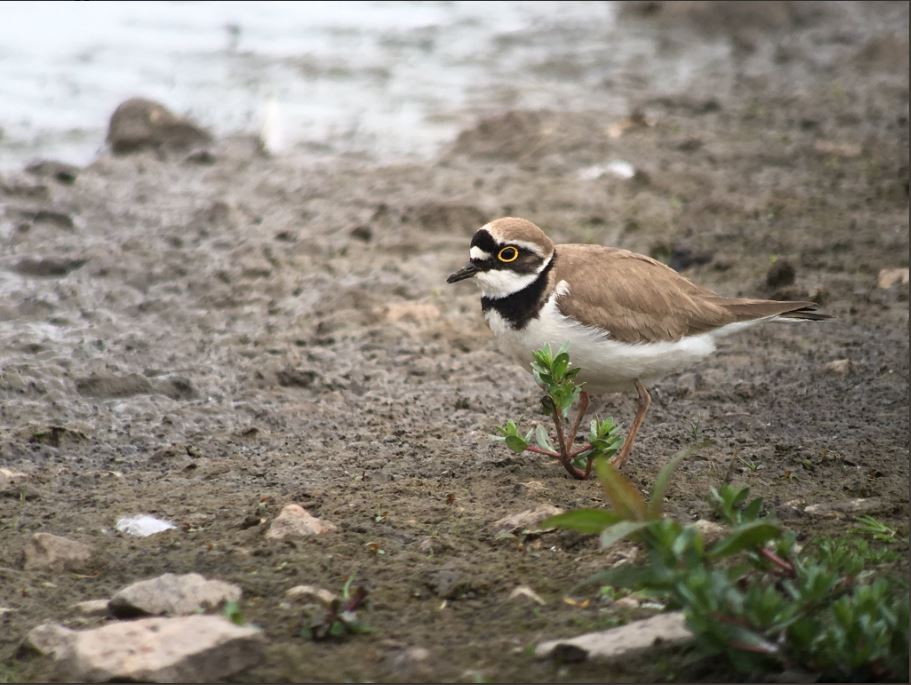 More LRP action