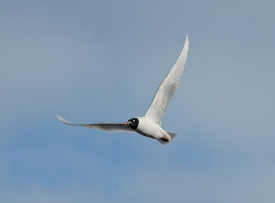 Mediterranean Gull over the main lake 