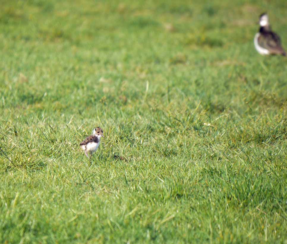 Another Lapwing surprise