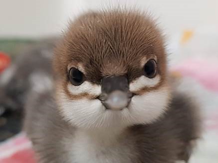 Incubation and Rearing Room News - May
