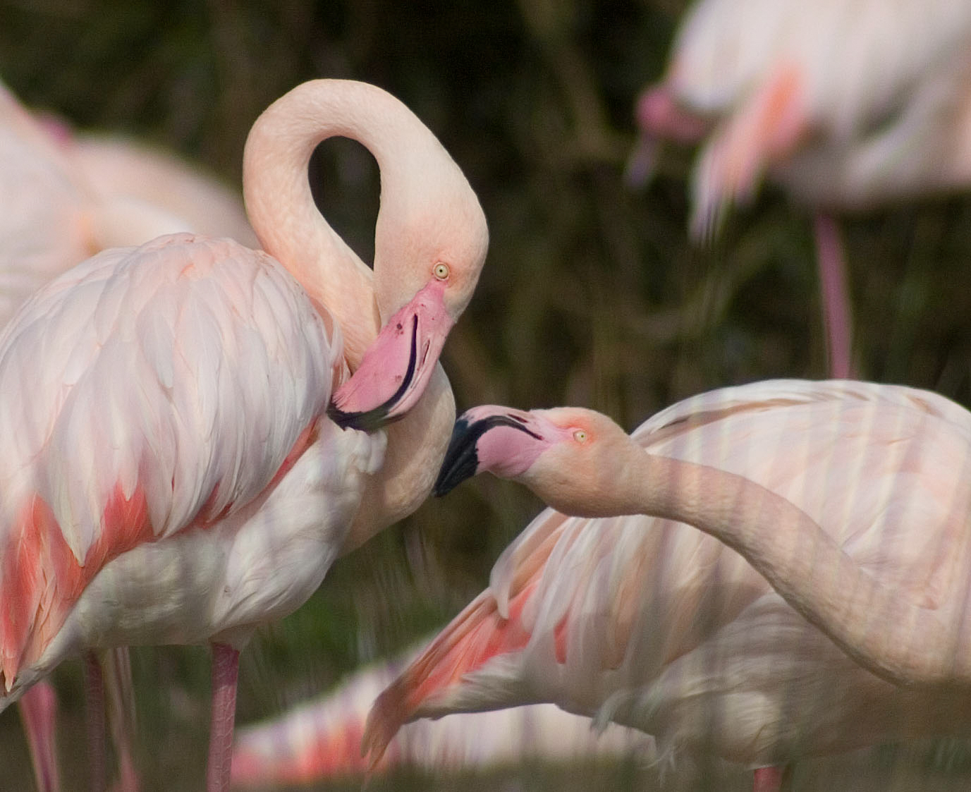 WWT Slimbridge wins Gold for Research at the National Zoo and Aquarium Awards 2019
