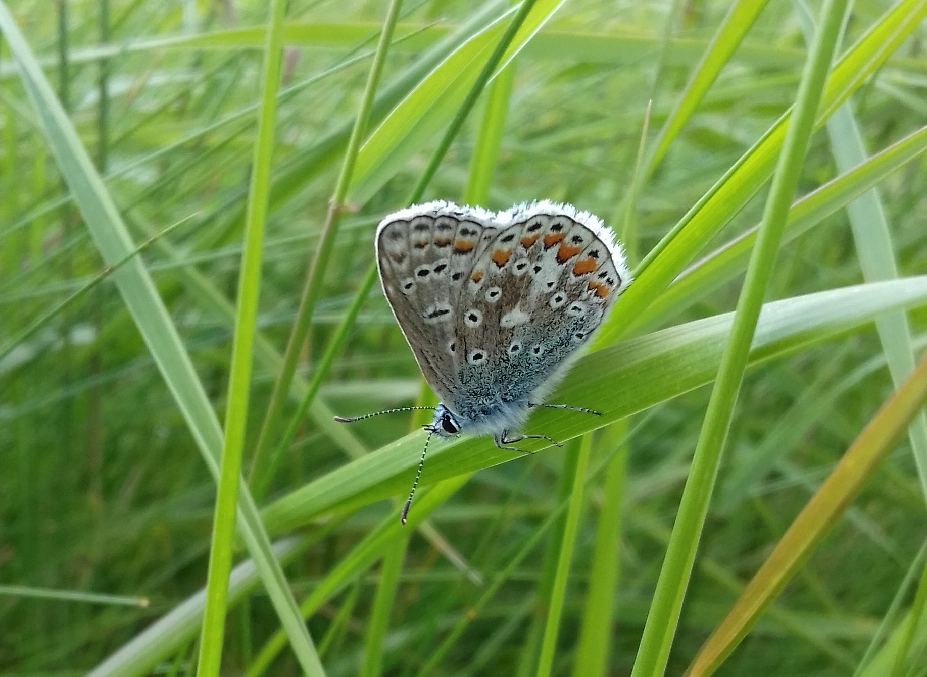 Common Blue Butterflies flying