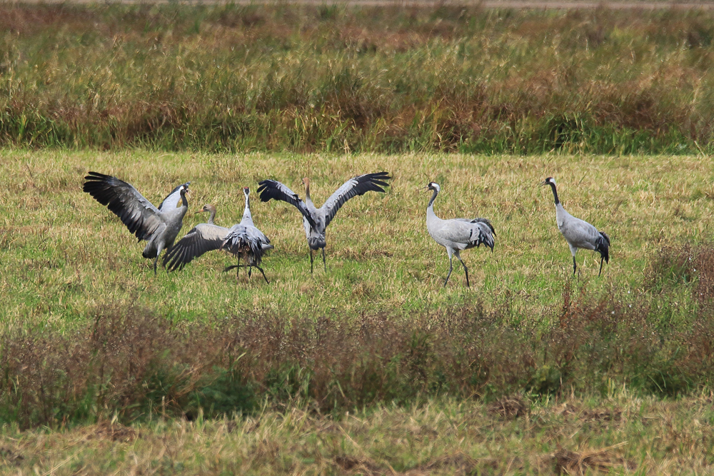 Wild cranes at Welney