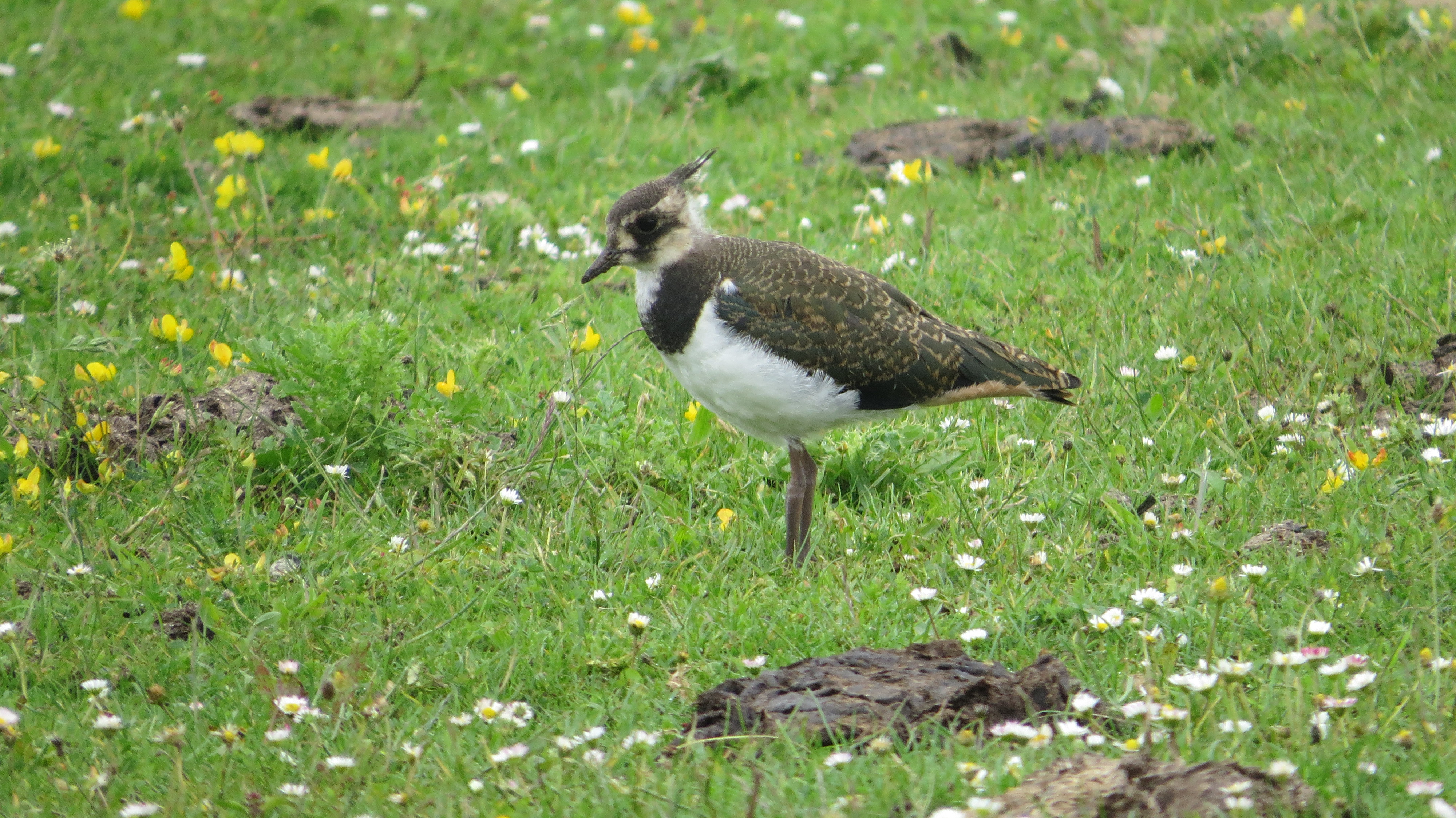 Lapwing chicks on the marsh