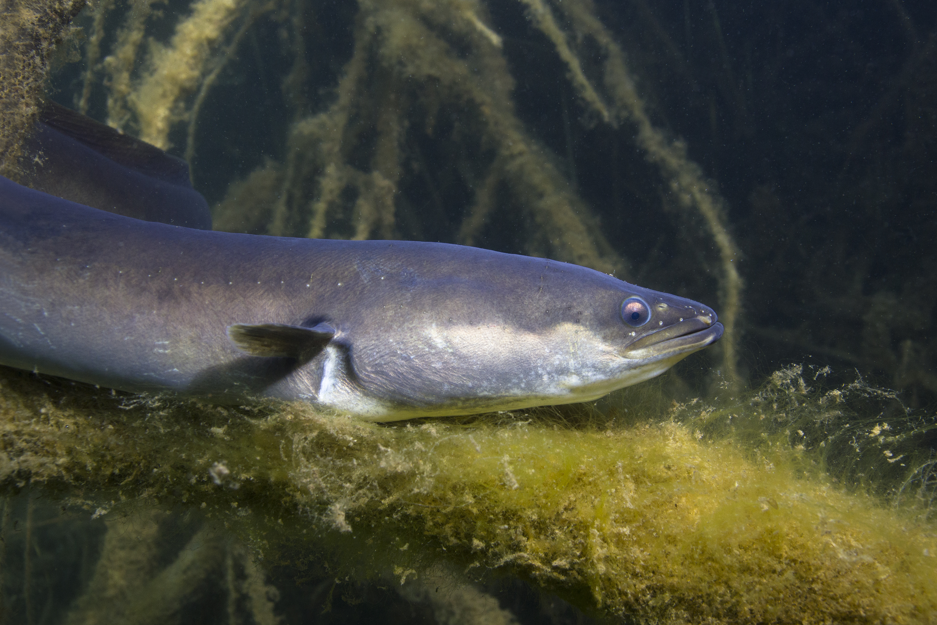 Freedom for fish in the Severn Vale after old waterways restored as part of 1.3m project