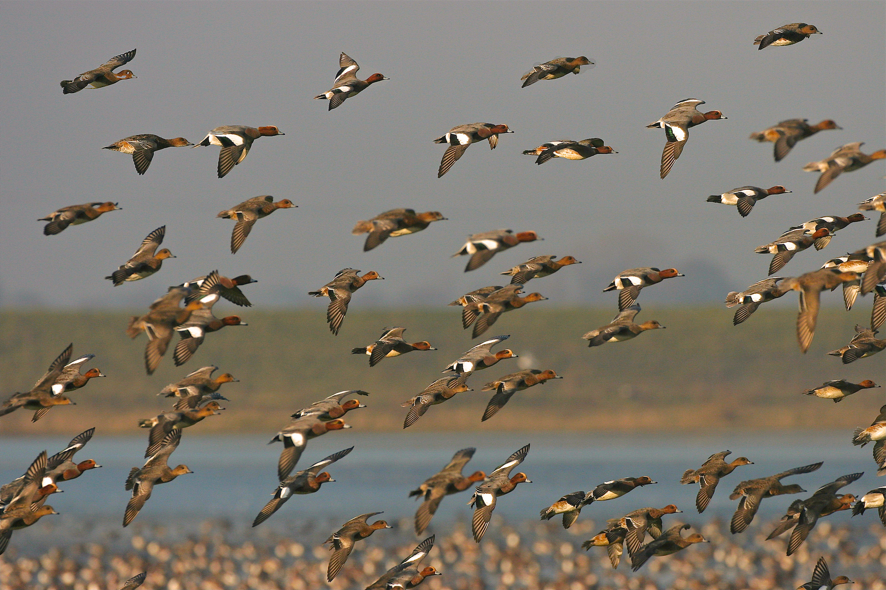 Wetland Bird Survey (WeBS) 15/02/2021