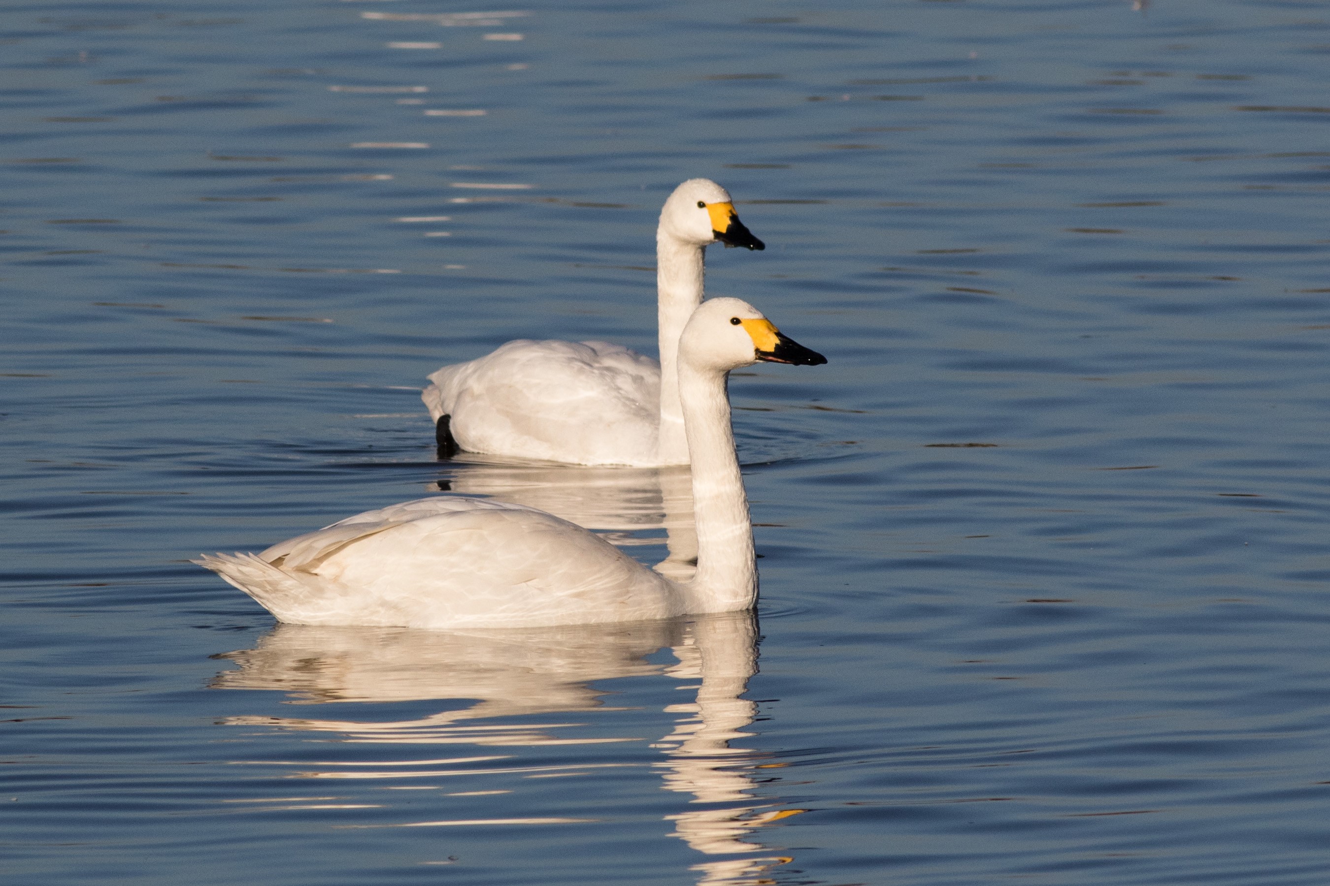 Welney Sightings-16/12/2019