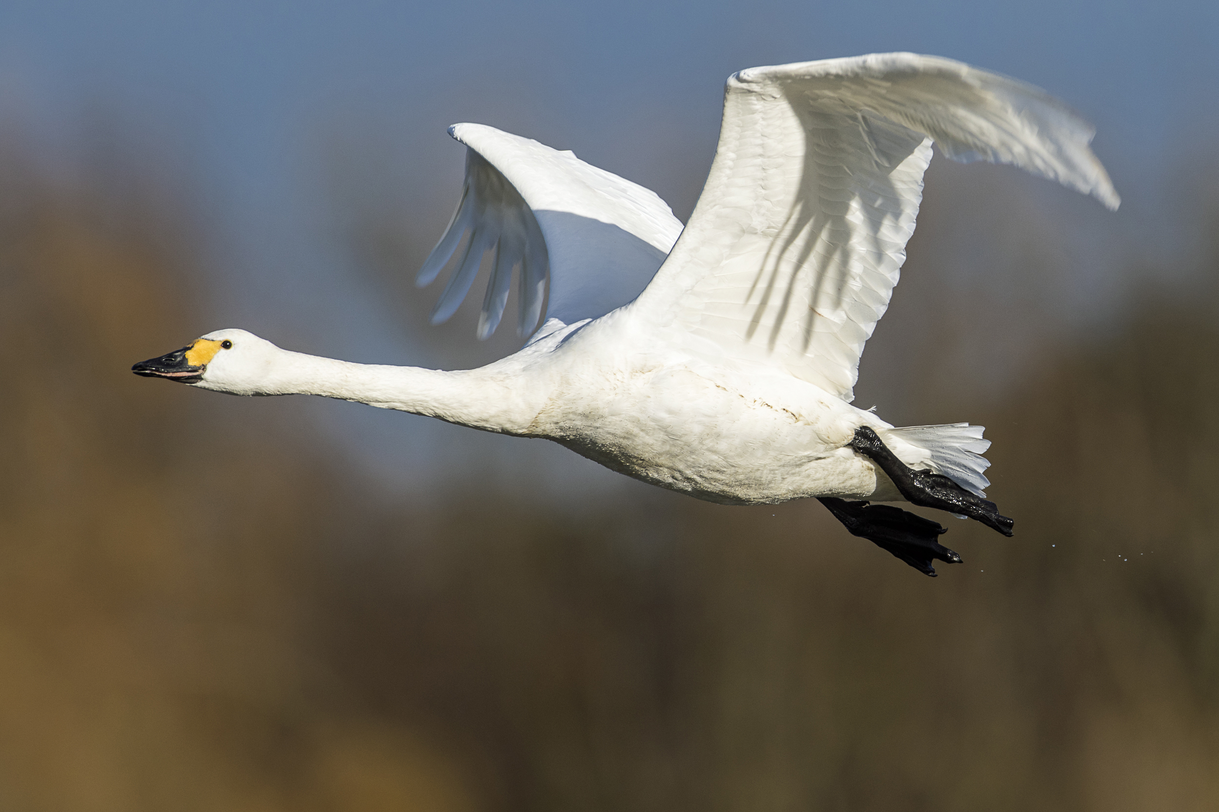 Welney Sightings-29/12/2019