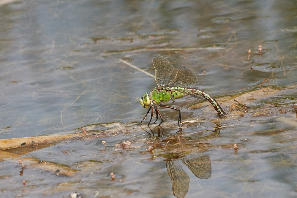 Today's sightings - 07/08/2019