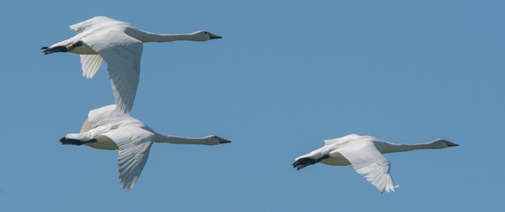 Three whooper swans in flight against a blue sky