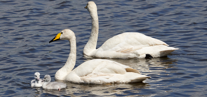 Whooper swan pair and two cygnets on the water at Welney. 
