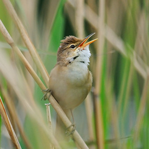 London Wetland Centre | WWT