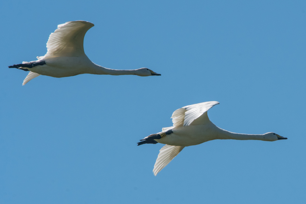 Iceland calls to Welney whooper swans
