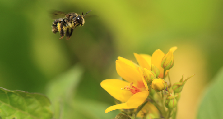 Yellow loosestrife bee flying to yellow loosestrife flowers