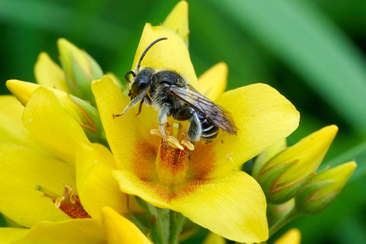 Male Yellow loosestrife bee sitting in a yellow loosestrife flower