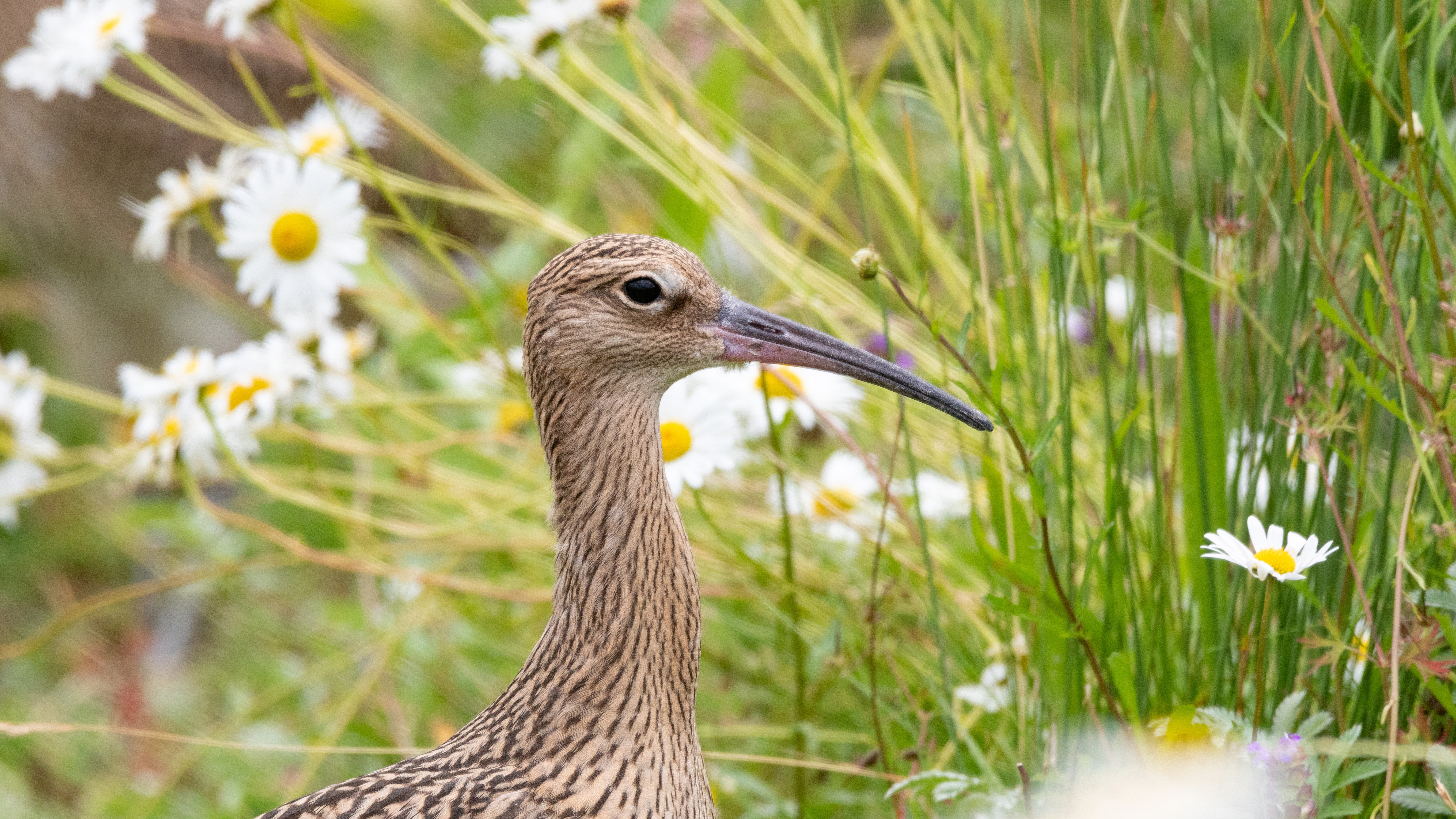 Hand-reared curlews released at Slimbridge 