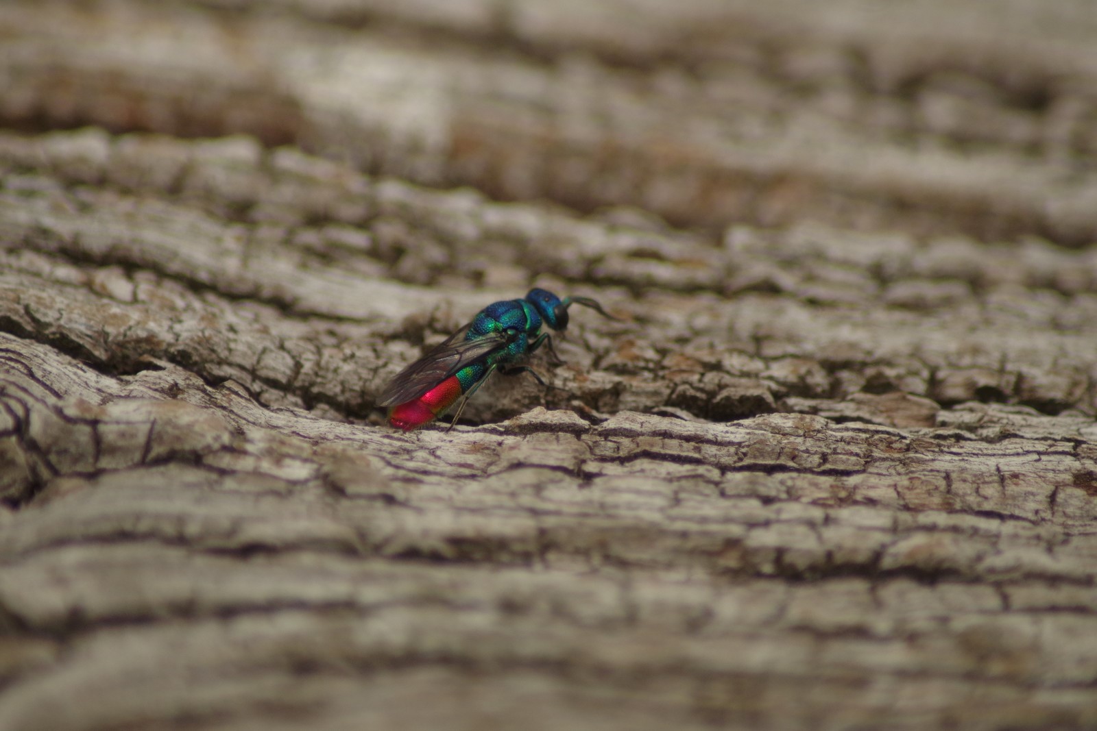 Ruby-tailed Wasp. Laurence Arnold