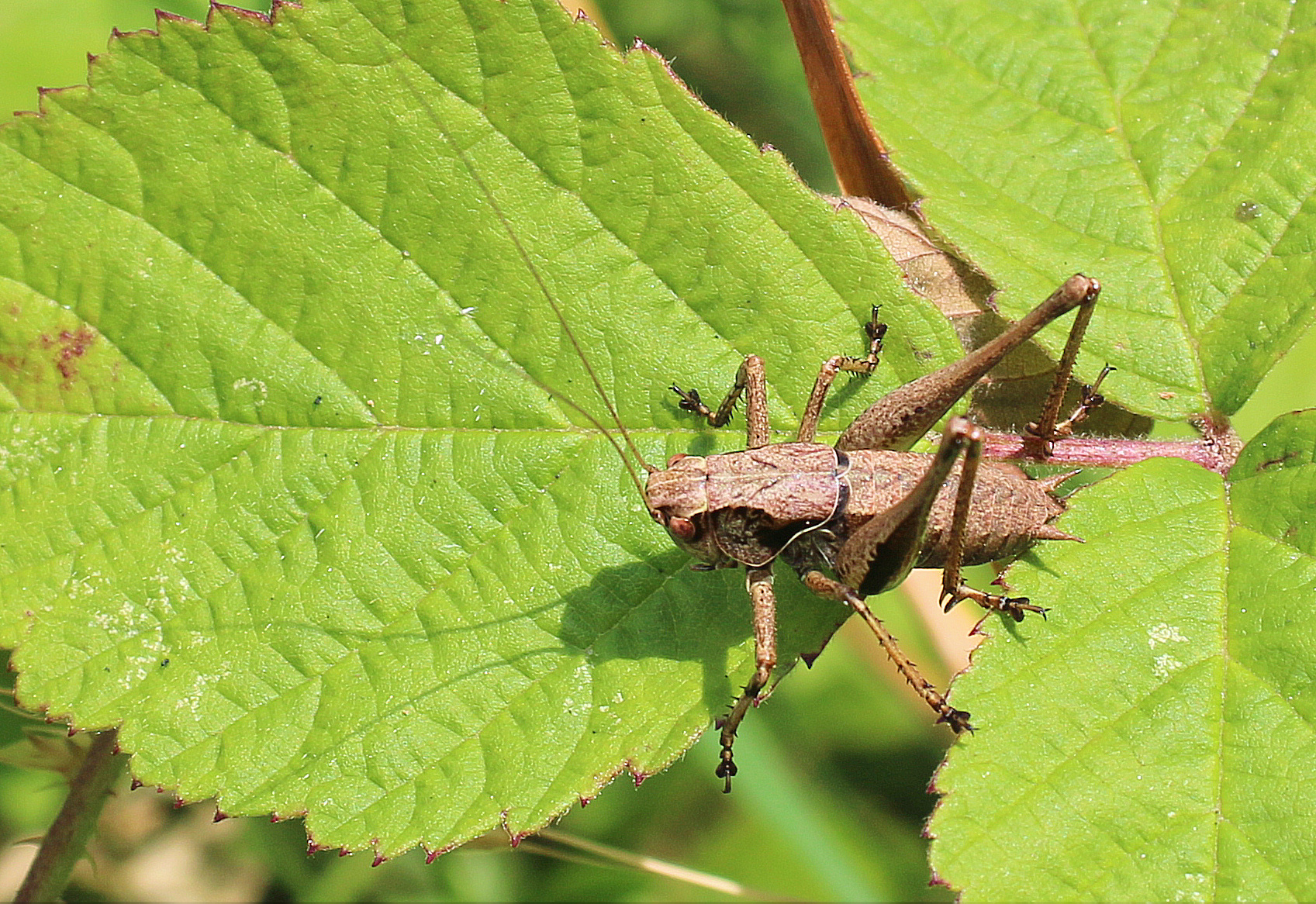 Dark bush-cricket. Richard Bullock