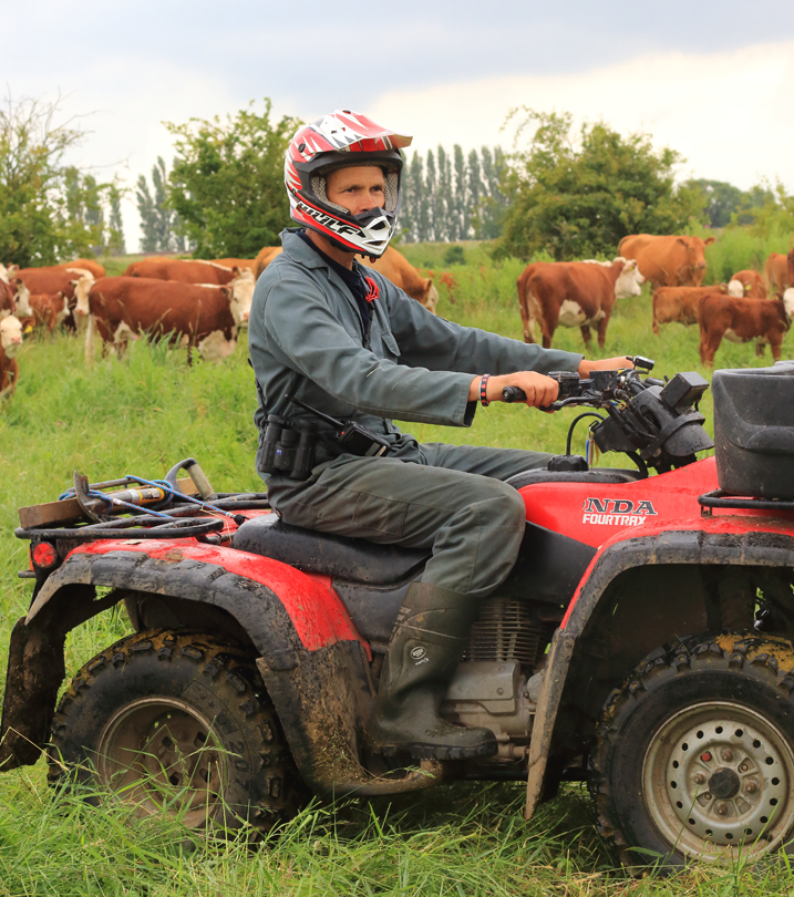 Grazing officer on quad bike checking a herd of cattle